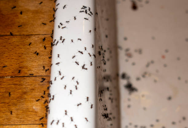Best Wildlife Control Services  in Sundance, WY